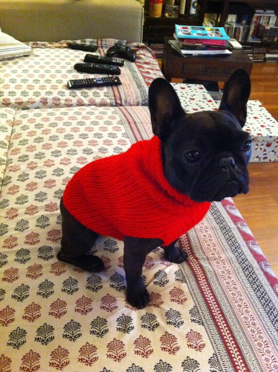 maglia con bulldog francese