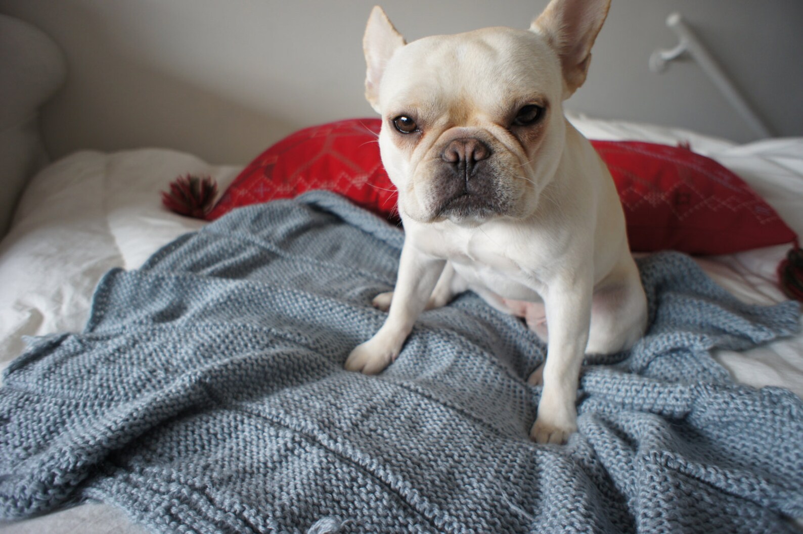 French Bulldog Knit Blanket for Dogs Handmade Lap Afghan Etsy
