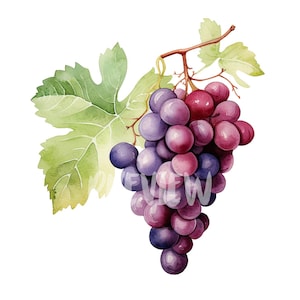 Clipart di uva ad acquerello - 8 PNG ad alta risoluzione per scrapbooking, diario digitale, stampabili con uso commerciale, download digitale