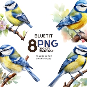 Clipart aquarelle mésange bleue : 8 fichiers PNG de haute qualité pour des créations inspirées de la nature, pour un journal numérique et des produits imprimables