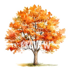 Conjunto de árvores sazonais em aquarela: 8 PNG de alta qualidade de 300 DPI - Impressão botânica, uso comercial, download digital