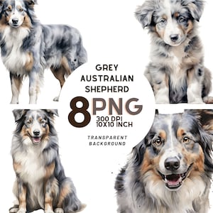 Watercolor Grey Australian Shepherd Clipart - 8 Quality PNGs for Scrapbooking and Printing, Printable with Commercial Use, Digital download