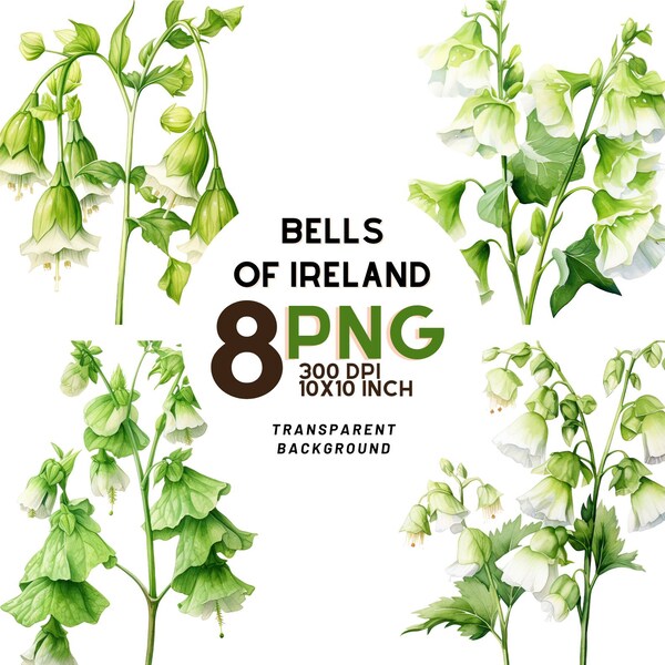 Bells of Ireland Etsy