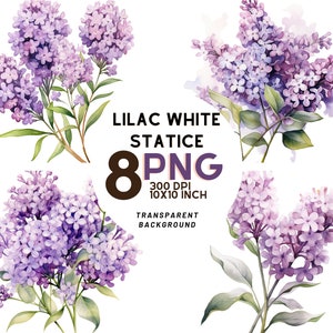 Ensemble aquarelle lilas blanc Statice : 8 PNG 300 DPI de haute qualité, impression botanique, imprimable pour une utilisation commerciale, téléchargement numérique