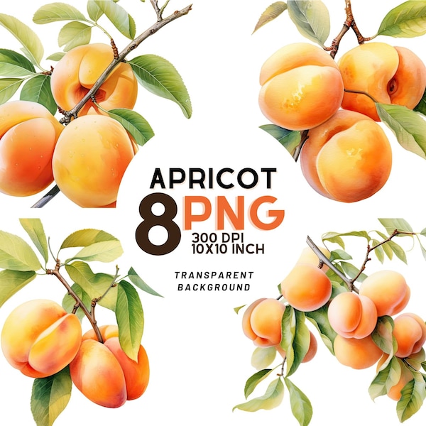 Aquarell Apricot Clipart: 8 hochwertige 300 DPI PNGs für Scrapbooking, digitales Journal - mit kommerzieller Nutzung - digitaler sofortiger Download