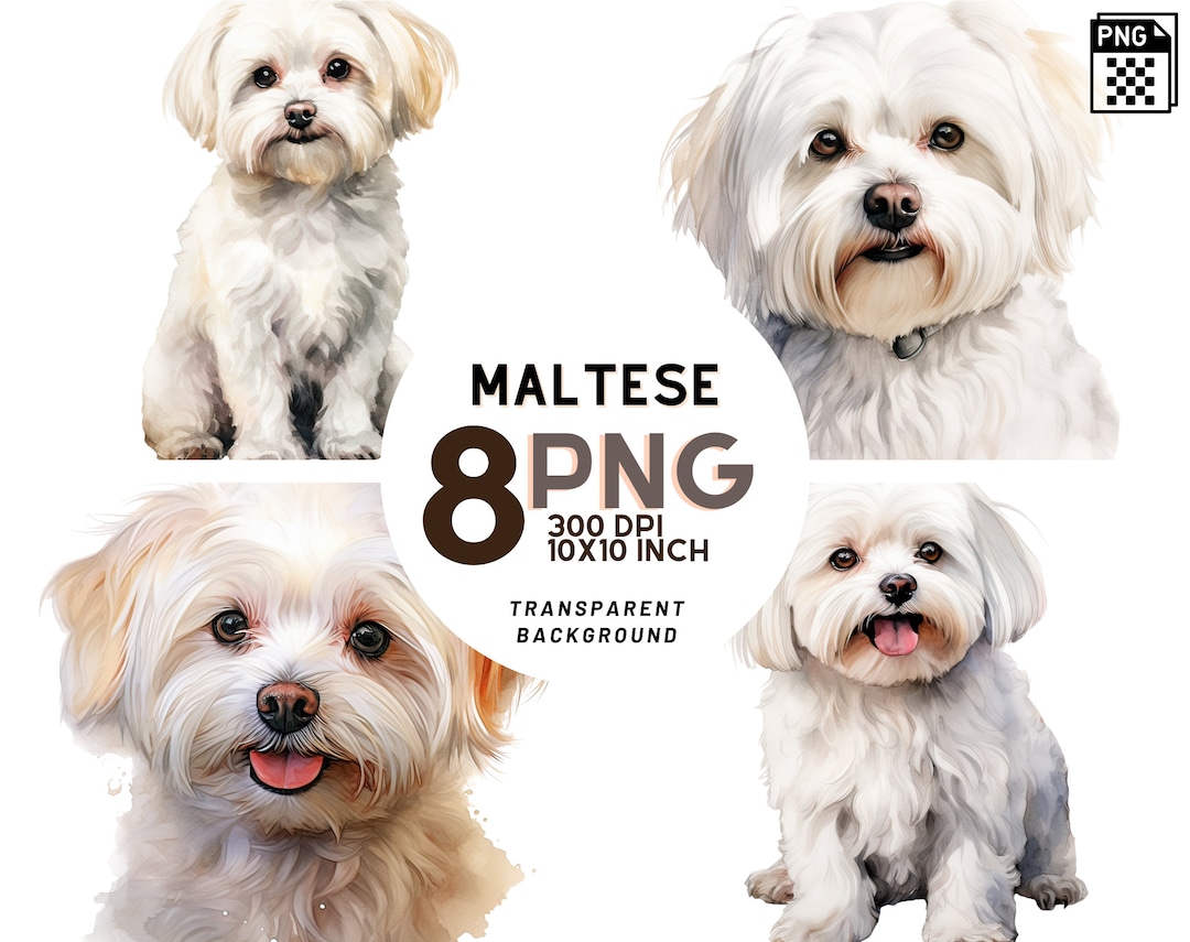 Watercolor Maltese Dog Clipart Set: 300DPI Pngs for Scrapbooking ...