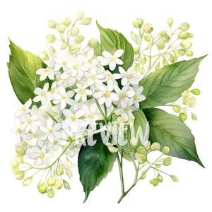 Ensemble de cliparts aquarelle fleurs de sureau : 8 PNG 300 DPI de haute qualité, impression botanique, imprimable pour un usage commercial, téléchargement numérique