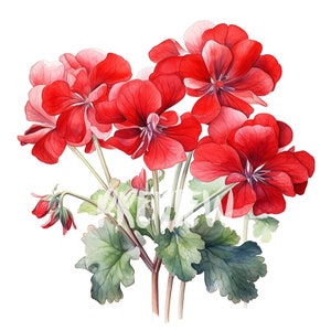 Ensemble aquarelle de géraniums rouges : 8 PNG 300 DPI de haute qualité, impression botanique, imprimable pour une utilisation commerciale, téléchargement numérique
