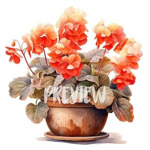 Ensemble de cliparts bégonia aquarelle dans un pot : 8 PNG 300 DPI de haute qualité, impression botanique, imprimable pour une utilisation commerciale, téléchargement numérique