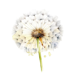 Botanical Dandelion Clipart Set: 8 Quality PNGs 300 DPI - Ideal for scrap, Digital Journal, Printable with Commercial Use, Digital download