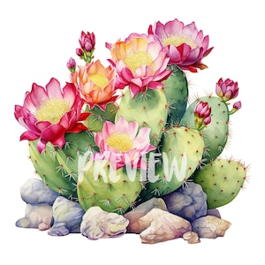 Bloeiende cactus aquarel clipart set-8 hoogwaardige png-bestanden voor botanische prints, digitale tijdschriften, scrapbooking, digitale download
