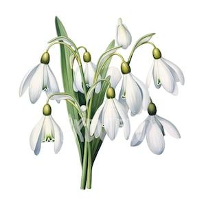 Aquarel sneeuwklokje-set: 8 hoogwaardige png-bestanden van 300 dpi, botanische print, afdrukbaar voor commercieel gebruik, digitale download