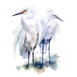Watercolor Egret clipart: 8 Quality PNGs for Scrapbooking, Digital Journal, Printable with Commercial Use, Digital download