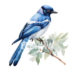Clipart de pássaro pega-azul de Taiwan em aquarela: 8 PNGs de alta qualidade e 300 DPI para designs inspirados na natureza, diários digitais e materiais para impressão