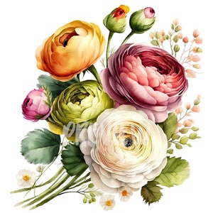 Clipart aquarelle renoncule de haute qualité (8 PNG) - impressions botaniques, actifs de revues numériques, usage commercial, téléchargement immédiat