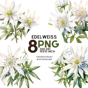 Aquarell Edelweiss Set: 8 hochwertige 300 DPI PNGs, botanischer Druck, druckbar mit kommerzieller Nutzung - digitaler Download