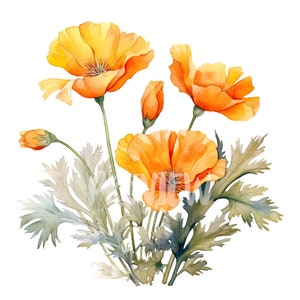 Conjunto de clipart em aquarela de papoulas laranja da Califórnia: 8 PNGs de alta qualidade para scrapbooking, diário digital e uso comercial