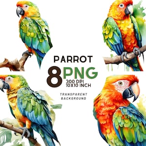 Clipart de loro acuarela: 8 300 DPI de alta calidad - Scrapbooking, revistas digitales, imprimibles y uso comercial - Descarga digital
