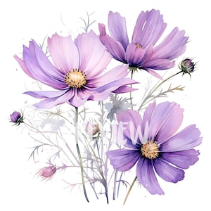 Ensemble de cliparts cosmos lilas aquarelle - fleur de naissance octobre : 8 PNG 300 DPI de haute qualité, impression botanique, imprimable pour un usage commercial