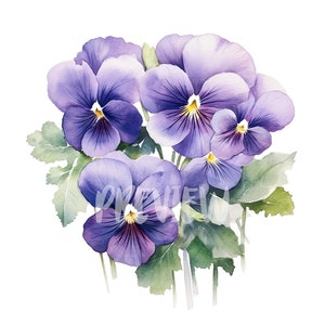 Conjunto de flores violetas em aquarela: 8 PNGs de alta qualidade de 300 DPI, impressão botânica, imprimível com uso comercial - download digital
