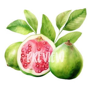 Clipart de guayaba en acuarela: 8 PNG de alta resolución para álbumes de recortes, frutas tropicales, imprimibles para uso comercial, descarga digital