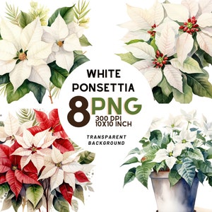 Conjunto de acuarela blanca Poinsettia: 8 PNG de alta calidad de 300 DPI, impresión botánica, Navidad, imprimible con uso comercial, descarga digital
