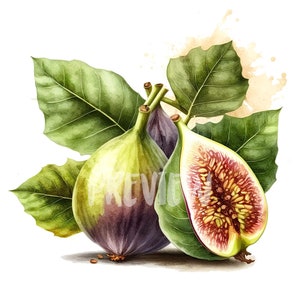 Aquarell Feigen Clipart Set: 8 hochwertige 300 DPI PNGs für Scrapbooking, Digital Journal - Kommerzielle Nutzung - Digitaler Sofort Download