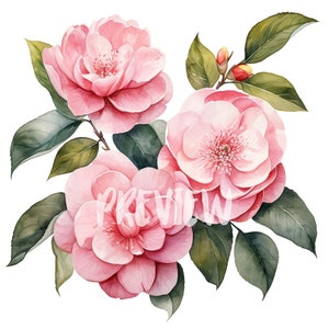 Ensemble de clipart camélia aquarelle : 8 PNG 300 DPI de haute qualité, impression botanique, imprimable pour un usage commercial, téléchargement numérique