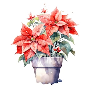 Clipart acquerello di Poinsettia botanica: 8 PNG di alta qualità - Diari digitali e stampabili con uso commerciale - Download digitale istantaneo