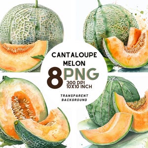 Clipart de melón cantalupo en acuarela: 8 PNG de alta resolución: álbumes de recortes, diario digital, uso comercial imprimible, descarga digital