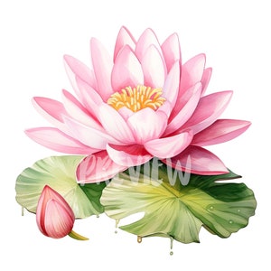 Clipart aquarelle rose nénuphar : 8 PNG de haute qualité, impression botanique, journal numérique, usage commercial, téléchargement numérique instantané