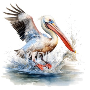 Set di clipart di pellicani ad acquerello: 8 PNG 300 DPI - decorazioni per la cameretta dei bambini, scrapbooking - Uso commerciale - Download immediato