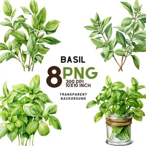 Set di clipart Acquerello Basilico: 8 PNG di alta qualità 300 DPI, Stampa botanica, stampabile con uso commerciale - Download digitale