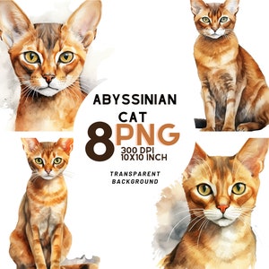 Clipart de gato abisinio de acuarela - 8 PNG de 300 DPI de alta calidad para álbumes de recortes, diarios digitales e imprimibles con uso comercial