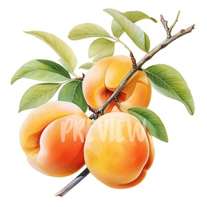 Aquarell Apricot Clipart: 8 hochwertige 300 DPI PNGs für Scrapbooking, Digital Journal - mit kommerzieller Nutzung - Digitaler Sofort-Download