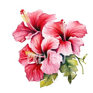 Aquarell Hibiskus Tropisch Clipart: 8 hochwertige 300 dpi PNGs, botanische Drucke, druckbar mit kommerzieller Nutzung - digitaler Sofort Download