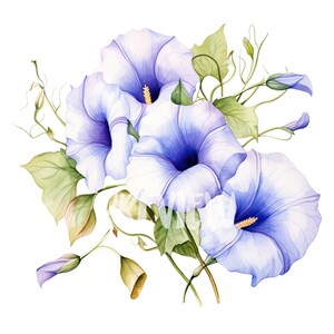 Ensemble de cliparts aquarelle gloire du matin - fleur de naissance septembre : 8 PNG 300 DPI de haute qualité, impression botanique, imprimable pour un usage commercial