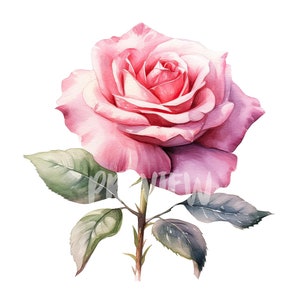 Watercolor Pink Rose Clipart - 8 High-Resolution Quality PNGs for Scrapbooking, Digital Journaling, Printable Commercial Use, DIY Projects