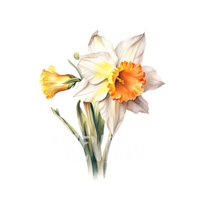 Daffodil Clipart Set: 8 High-Quality PNGs for Botanical Prints, Digital Journaling, Printables, and Instant Digital Download