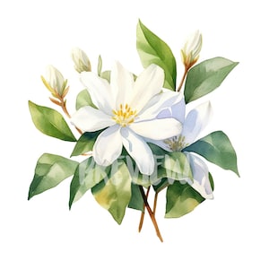 Conjunto de imágenes prediseñadas de flores de jazmín en acuarela: 8 PNG de alta calidad de 300 DPI, impresión botánica, imprimible para uso comercial - Descarga digital