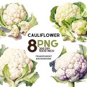 Watercolor Cauliflower Clipart - 8 High-Resolution PNG 300 DPI, Digital Journal, Printable with Commercial Use, Digital download
