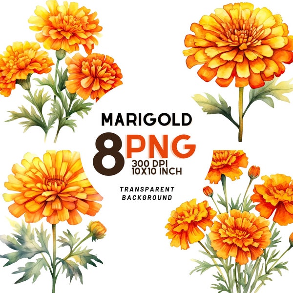 Watercolor Marigold Flower Clipart - 8 High-Quality PNGs for Botanical Prints, Digital Journals & Commercial Use - Instant Digital Download