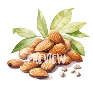 Watercolor Almond Clipart 8 High-resolution Pngs for Scrapbooking ...