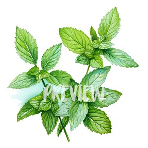Aquarel Mint Clipart - 8 hoge resolutie PNG 300 DPI, digitaal dagboek, botanische print, afdrukbaar voor commercieel gebruik, digitale download