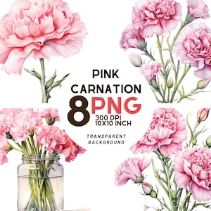Ensemble de cliparts oeillet rose aquarelle - fleur de naissance janvier : 8 PNG 300 DPI de haute qualité, impression botanique, imprimable pour un usage commercial