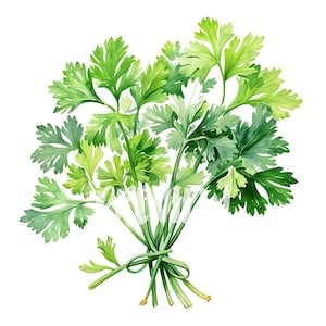 Aquarel peterselie clipart set: 8 hoogwaardige 300 DPI png's, botanische print, afdrukbaar voor commercieel gebruik - digitale download
