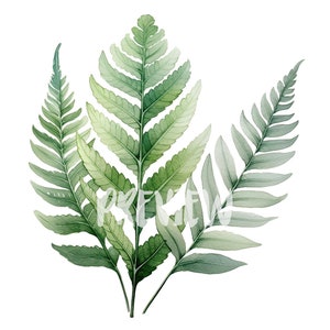 Clipart aquarelle de feuilles de fougère : 8 PNG 300 DPI de haute qualité pour l'art botanique, la journalisation numérique et les produits imprimables - téléchargement numérique instantané