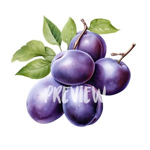 Clipart de ciruela damascena en acuarela: 8 PNG de calidad, 300 DPI, ideal para diario digital, imprimible con uso comercial, descarga digital