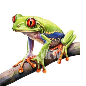 Clipart aquarelle rainette aux yeux rouges : 8 PNG de haute qualité 300 DPI - jungle d'Amérique du Sud - usage commercial, téléchargement immédiat