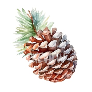 Ensemble botanique de pommes de pin : 8 PNG 300 DPI de haute qualité, impression botanique, imprimable pour une utilisation commerciale, téléchargement numérique